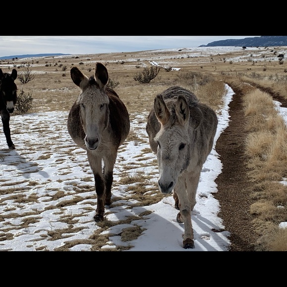 Meet your Posher, Debranne - Picture 8 of 15